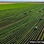 Home 22 농업경영사 일상 공유하기 - A detailed aerial view of a modern Brazilian farm showcasing precision agriculture technology: drone...